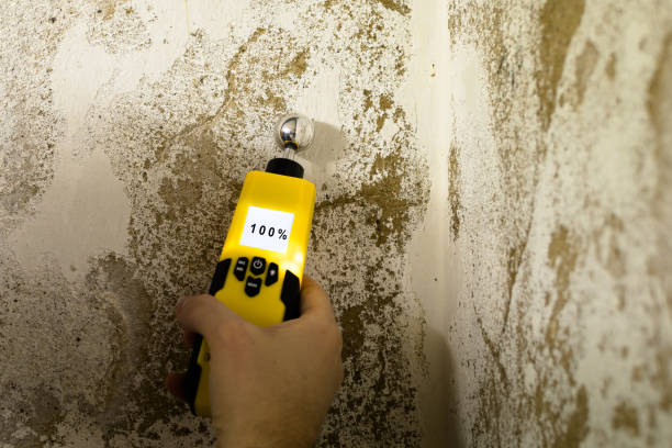 Best Mold removal after water damage  in Houston, TX