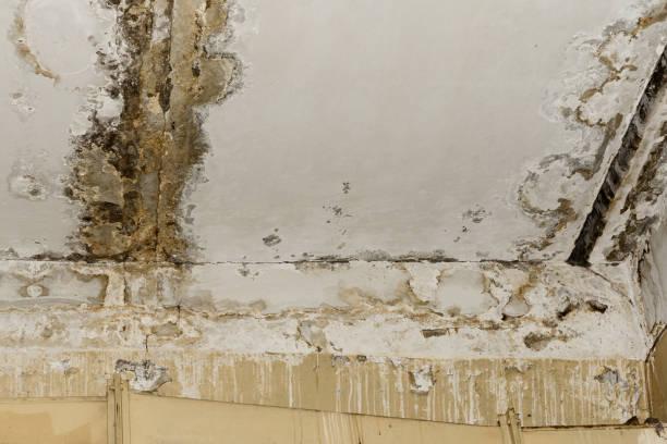 Best Water damage cleanup near me  in Houston, TX