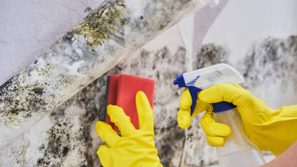 Best Mold removal after water damage  in Houston, TX